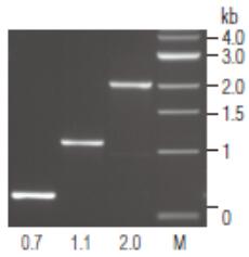 Vent®  (exo-) DNA 聚合酶                 货   号                  #M0257L