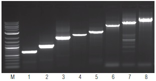 OneTaq® 一步法 RT-PCR 试剂盒                货   号                  #E5315S