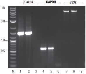 OneTaq® RT-PCR 试剂盒                货   号                  #E5310S