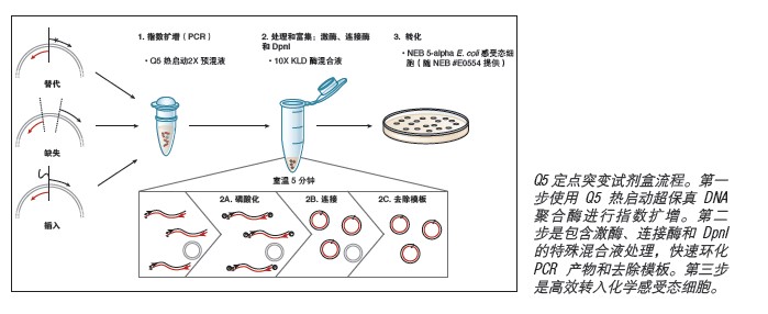 Q5®  定点突变试剂盒（不含感受态细胞）             货   号                  #E0552S