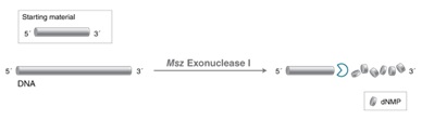 Msz 核酸外切酶 I            货   号                  #M0527S