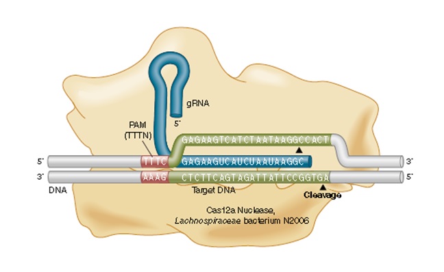 EnGen® Lba Cas12a（Cpf1）核酸酶               货   号                  #M0653S