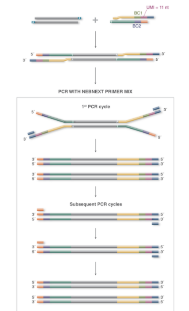 NEBNext®多样本接头引物试剂盒 1（Unique 双端 UMI 接头，适用于 RNA）            货   号                  #E7416L