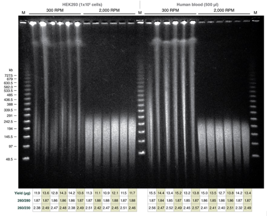 Monarch® 高分子量 DNA 提取试剂盒（细胞和血液）            货   号                  #T3050L
