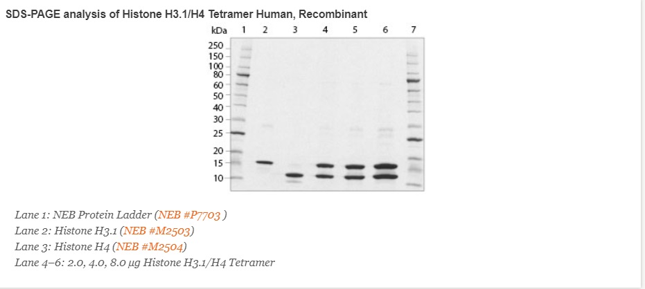 重组人类组蛋白 H3.1/H4 四聚体              货   号                  #M2509S
