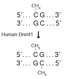 人 DNA（胞嘧啶-5）甲基转移酶（Dnmt1）                  货   号                  #M0230L