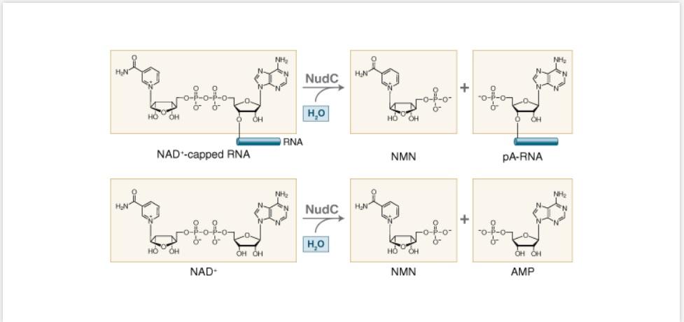 NudC 焦磷酸酶                 货   号                  #M0607S
