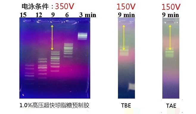天恩泽 柱式细菌DNA提取试剂盒