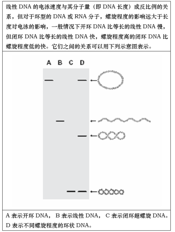 天恩泽DNA电泳分子量标准系列