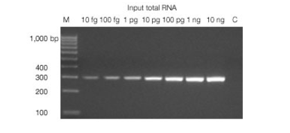 伯乐Bio-RadiScriptcDNASynthesis100x20&#181;l