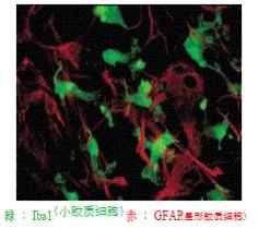 小胶质细胞/巨噬细胞特异性蛋白抗体