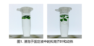 植物科学新技术 植物透明化试剂