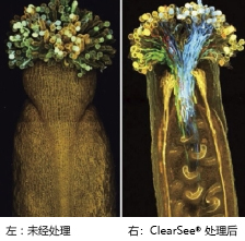植物科学新技术 植物透明化试剂