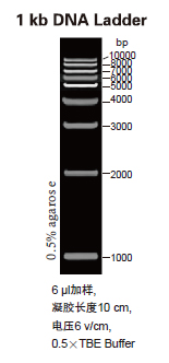 天根1kb DNA Ladder(MD111) 200次