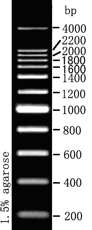 天根200bp DNA Ladder(MD115) 50次